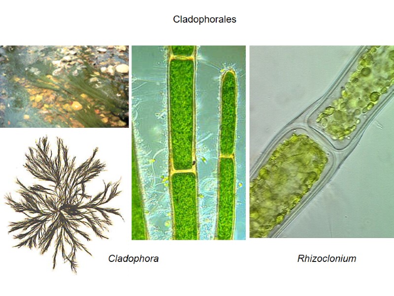 Cladophorales Rhizoclonium Cladophora
